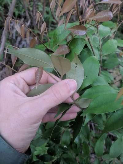 Castanopsis cuspidata, photographed by Eric Knight