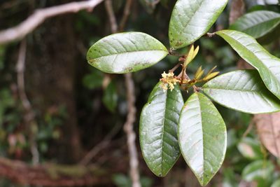 Mischocarpus ailae, photographed by Greg Tasney