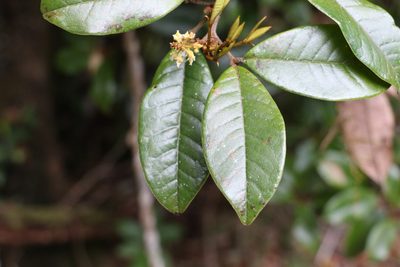 Mischocarpus ailae, photographed by Greg Tasney