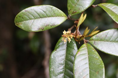 Mischocarpus ailae, photographed by Greg Tasney