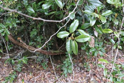 Mischocarpus ailae, photographed by Greg Tasney