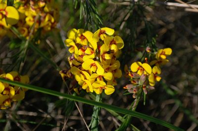 Dillwynia floribunda, photographed by Gary Williams