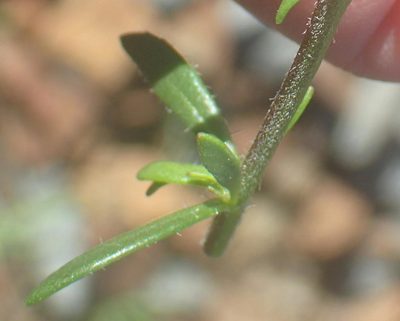 Pseudoselago prostrata, photographed by Nicola van Berkel