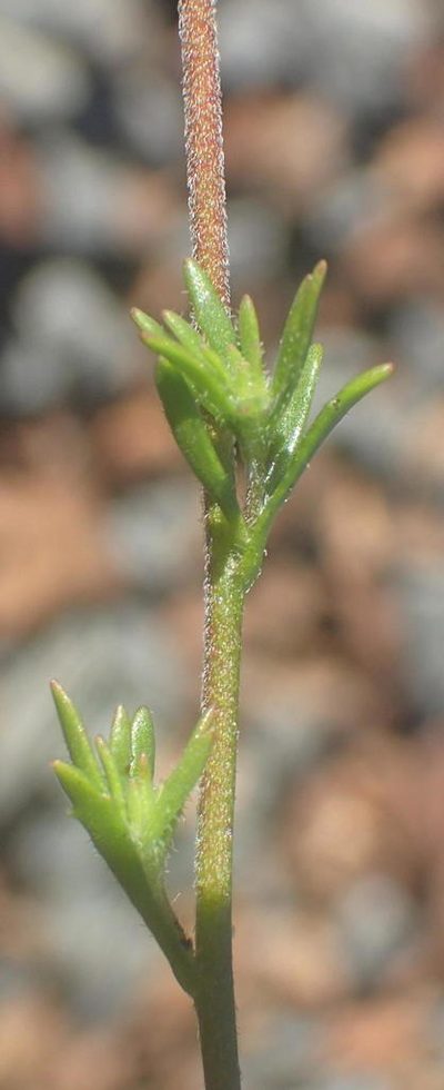 Pseudoselago prostrata, photographed by Nicola van Berkel