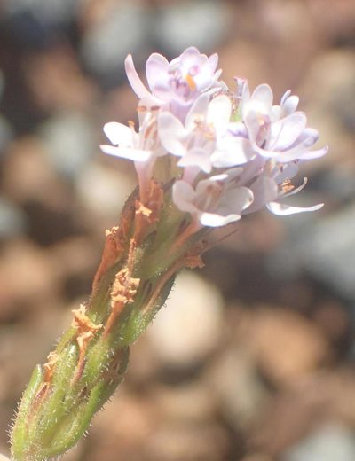 Pseudoselago prostrata, photographed by Nicola van Berkel