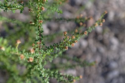 Olearia microphylla, photographed by Gary Williams