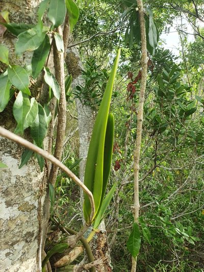 Psychilis atropurpurea, photographed by Yolanda M. Leon