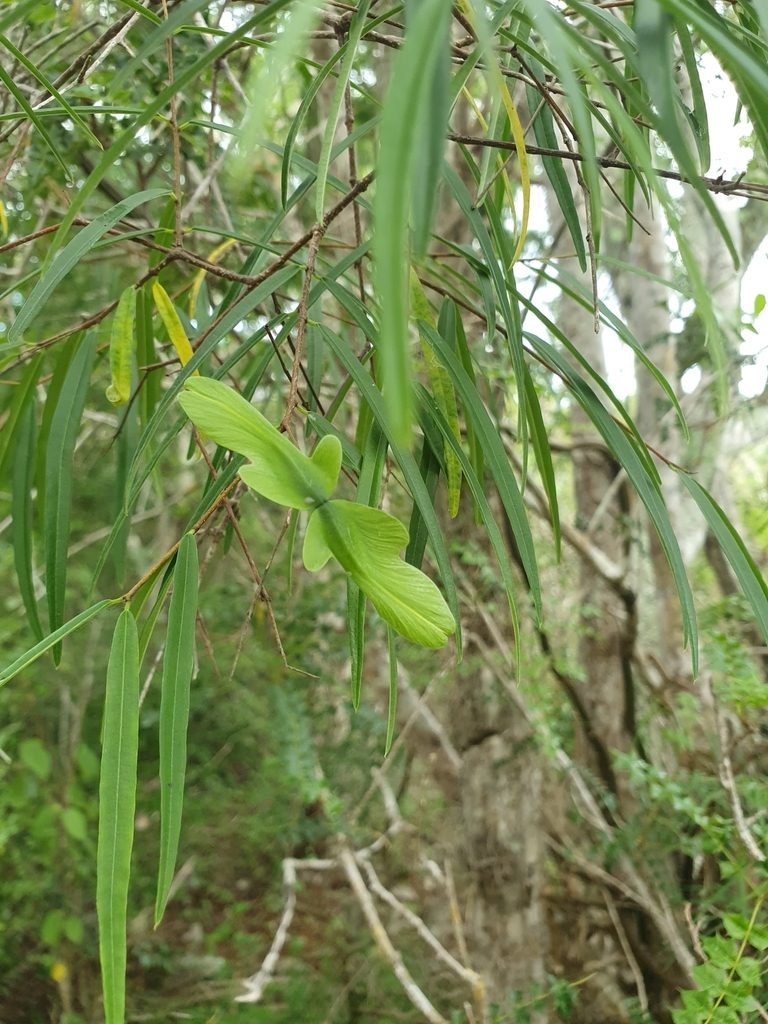 Cameraria linearifolia, photographed by Yolanda M. Leon