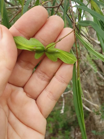 Cameraria linearifolia, photographed by Yolanda M. Leon