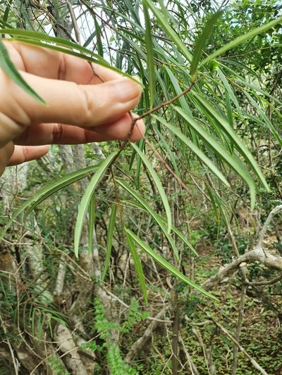 Cameraria linearifolia, photographed by Yolanda M. Leon