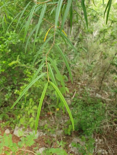 Cameraria linearifolia, photographed by Yolanda M. Leon