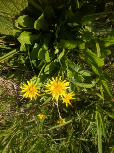 Taraxacum japonicum, photographed by Eric Knight