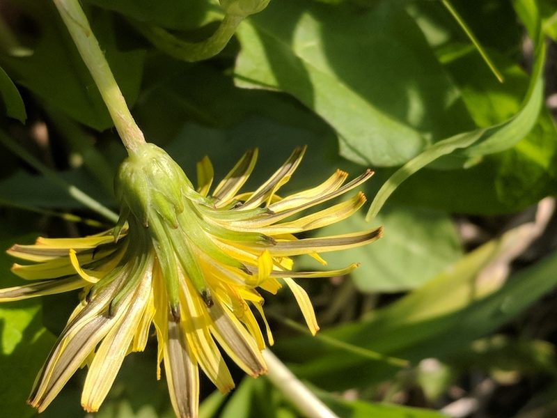 Taraxacum japonicum, photographed by Eric Knight