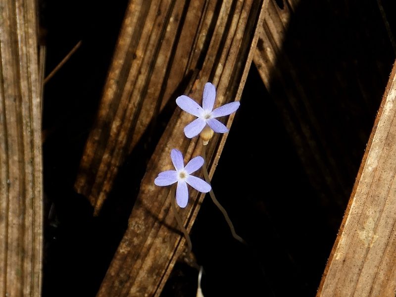 Voyria tenella, photographed by Kai Squires