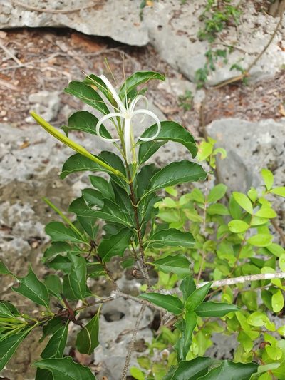 Exostema caribaeum, photographed by Yolanda M. Leon