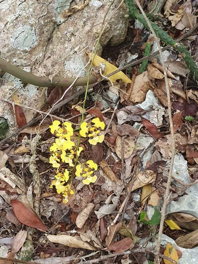 Tolumnia guianensis, photographed by Yolanda M. Leon