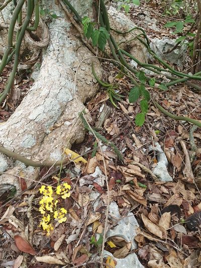 Tolumnia guianensis, photographed by Yolanda M. Leon