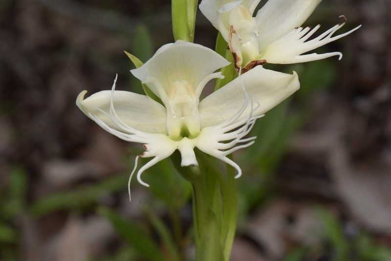 Pecteilis gigantea, photographed by Prashantha Krishna M C
