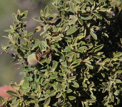 Diospyros ramulosa, photographed by Tony Rebelo