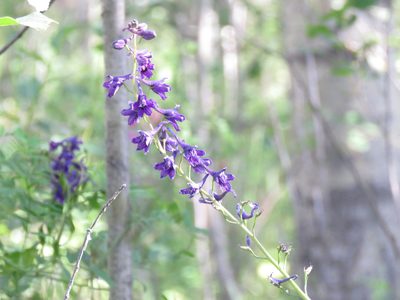 Delphinium glaucum, photographed by Erin Springinotic