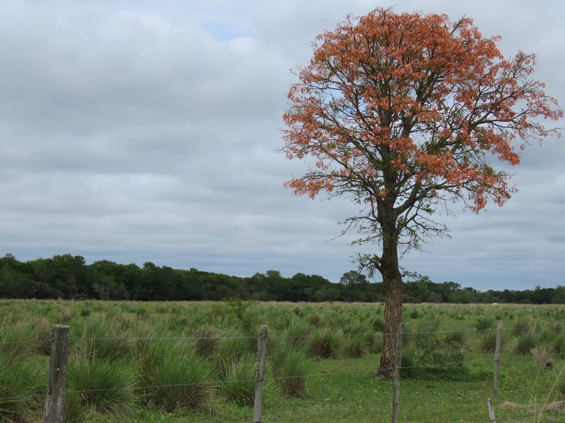 Erythrina mulungu, photographed by Patricio Cowper Coles