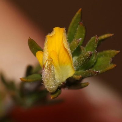 Aspalathus stenophylla, photographed by Brian du Preez