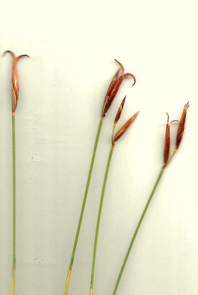 Hypodiscus synchroolepis, photographed by David Rosenthal