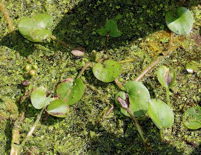 Hydrocharis spongia, photographed by Gordon C. Snelling