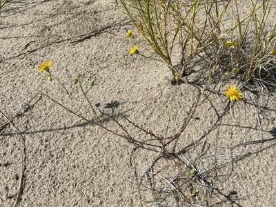 Xanthisma gracile, photographed by Bobby McCabe