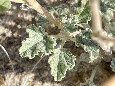 Sphaeralcea parvifolia, photographed by Bobby McCabe