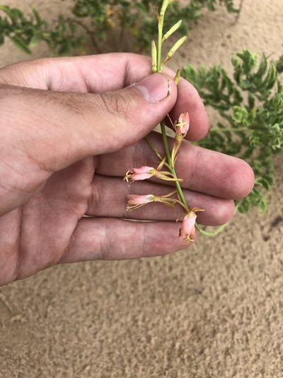 Oenothera cinerea, photographed by Jared Shorma
