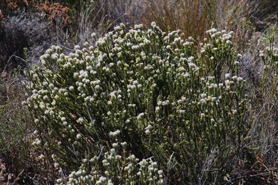 Phylica pulchella, photographed by Tony Rebelo