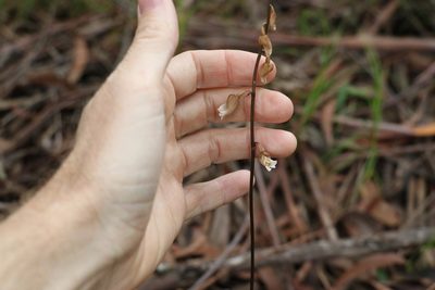 Gastrodia sesamoides, photographed by Greg Tasney