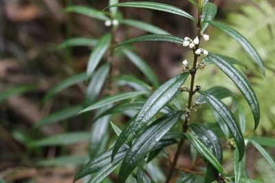 Logania albiflora, photographed by Greg Tasney
