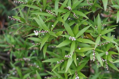 Leucopogon affinis, photographed by Greg Tasney