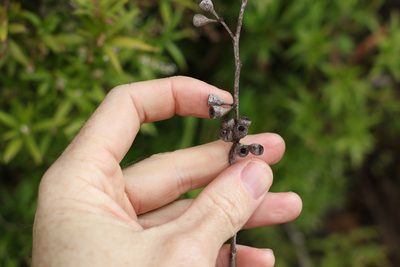 Eucalyptus campanulata, photographed by Greg Tasney