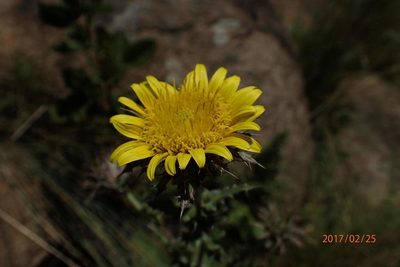 Berkheya maritima, photographed by Peter Warren