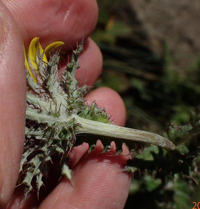 Berkheya maritima, photographed by Peter Warren