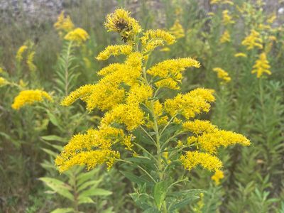 Solidago altissima, photographed by lejones417