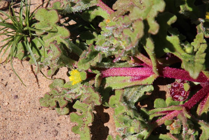 Cleretum pinnatifidum, photographed by Tony Rebelo