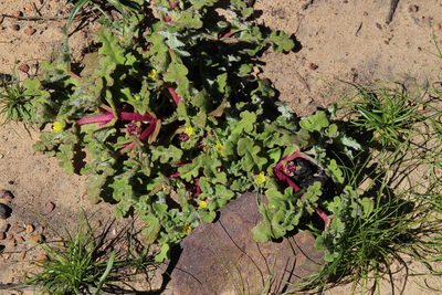 Cleretum pinnatifidum, photographed by Tony Rebelo