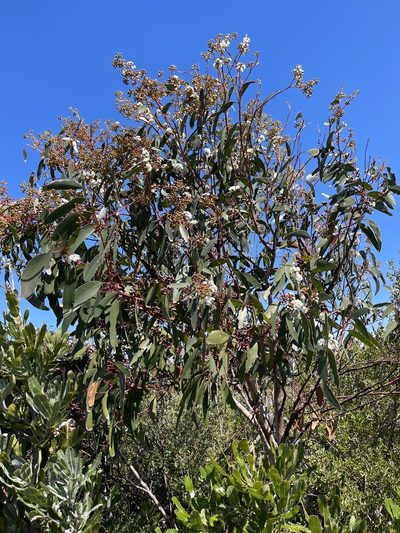 Eucalyptus sieberi, photographed by libby hepburn