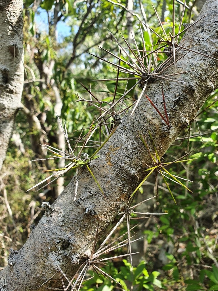 Vachellia cucuyo, photographed by Yolanda M. Leon