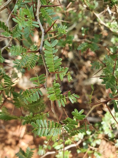 Vachellia cucuyo, photographed by Yolanda M. Leon