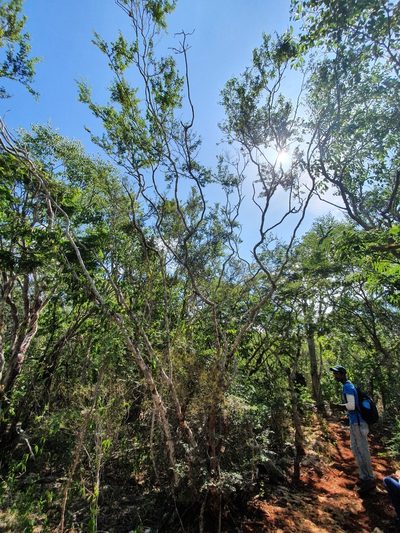 Vachellia cucuyo, photographed by Yolanda M. Leon