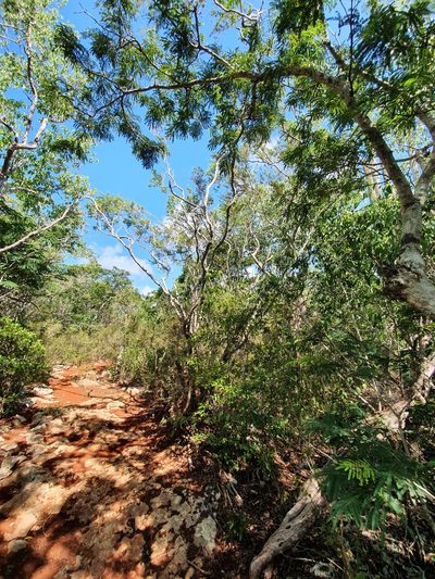 Vachellia cucuyo, photographed by Yolanda M. Leon