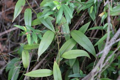 Petermannia cirrosa, photographed by Greg Tasney