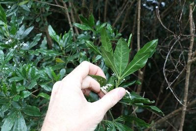 Zieria southwellii, photographed by Greg Tasney