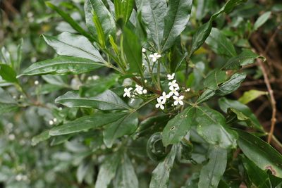 Zieria southwellii, photographed by Greg Tasney