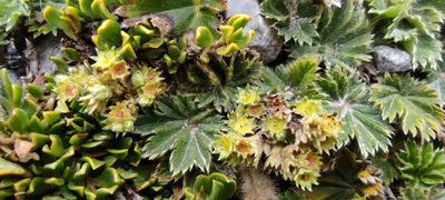Alchemilla orbiculata, photographed by Santiago Martín-Bravo
